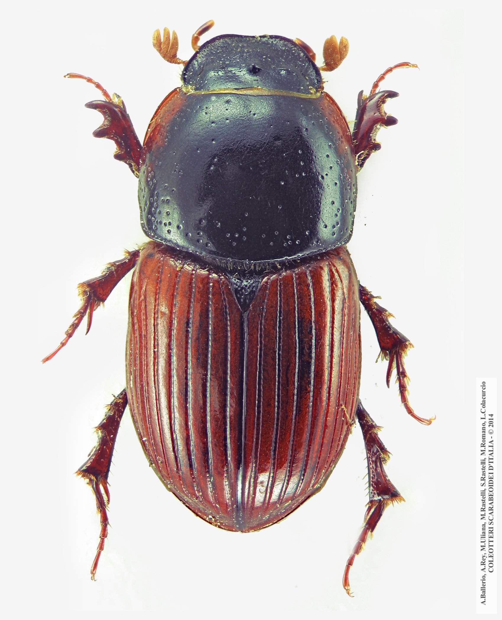 Rhodaphodius foetens